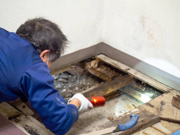 Best Mold Damage Repair  in Valley City, ND