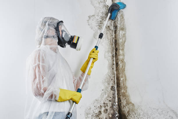 Best Mold Removal Specialists  in Valley City, ND