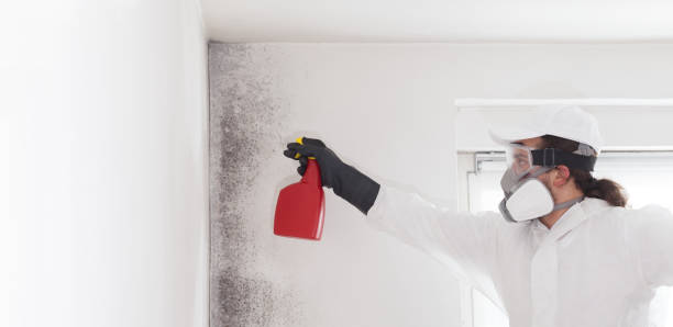 Best Mold Removal Company Near Me  in Valley City, ND