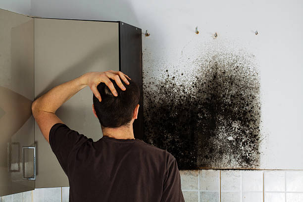 Best Attic Mold Removal  in Valley City, ND