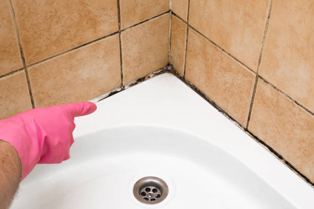 Trusted Valley City, ND Mold Removal Experts
